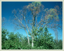 Approved Tree Care - Services - Dutch Elm Disease