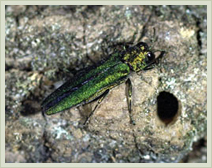 Approved Tree Care - Illinois - Services - Emerald Ash Borer
