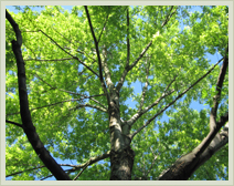 Approved Tree Care - Services